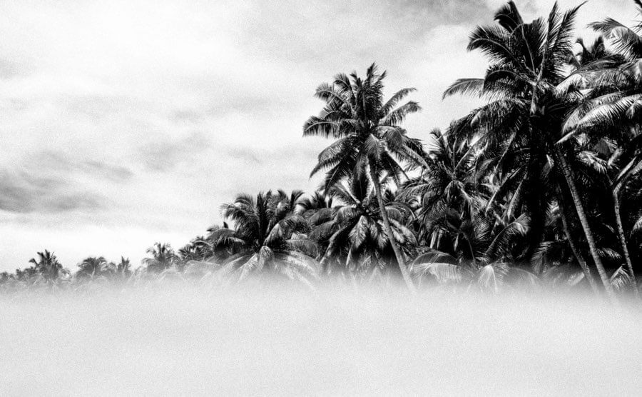 Mentawai palm trees