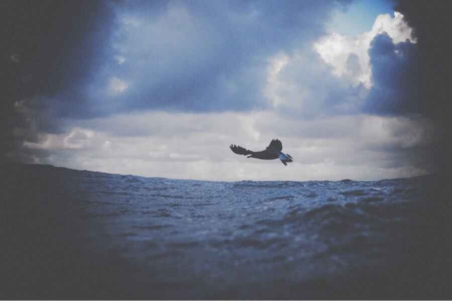 Bird