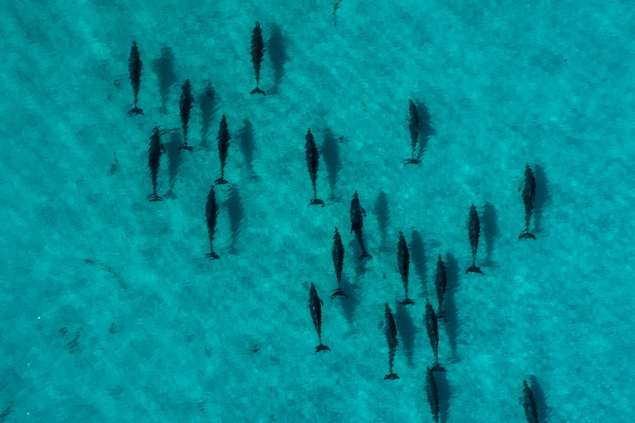 Aerial drone view of pod of dolphins